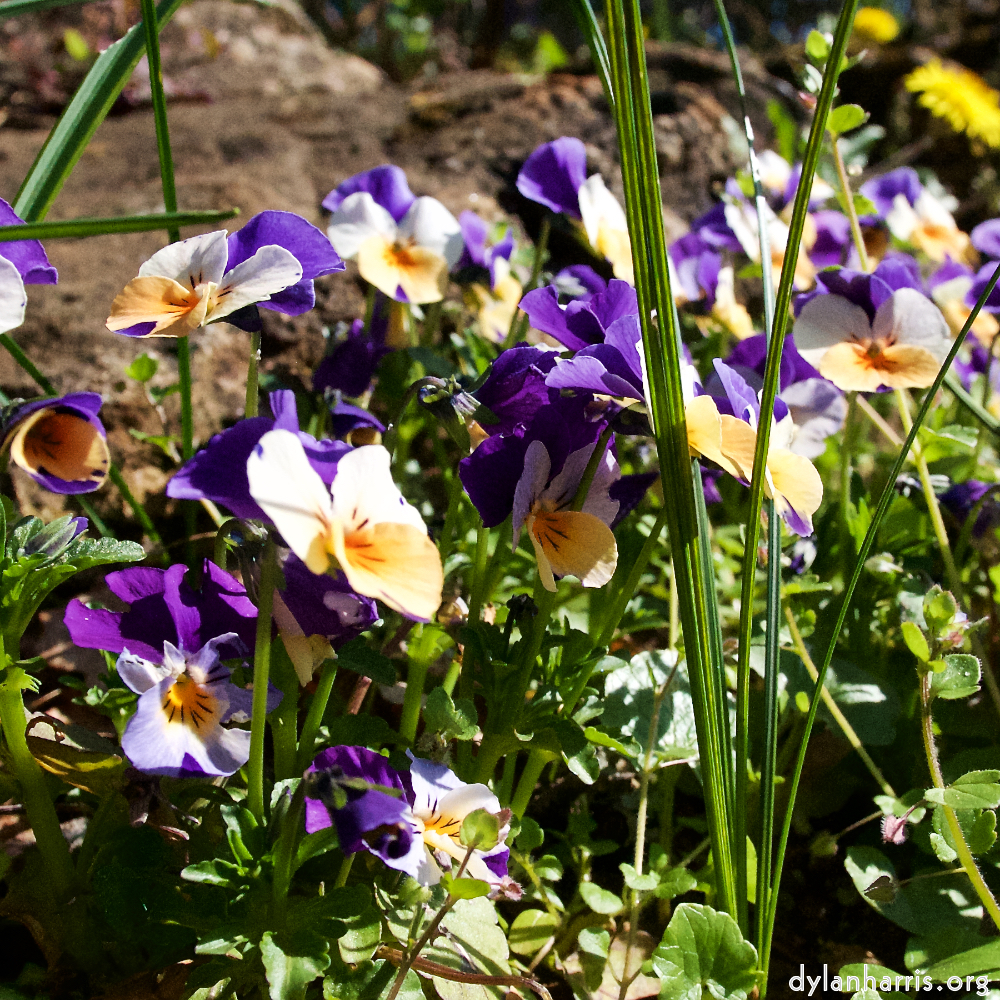 image: This is ‘
escher blummen (xliv) 10
’.