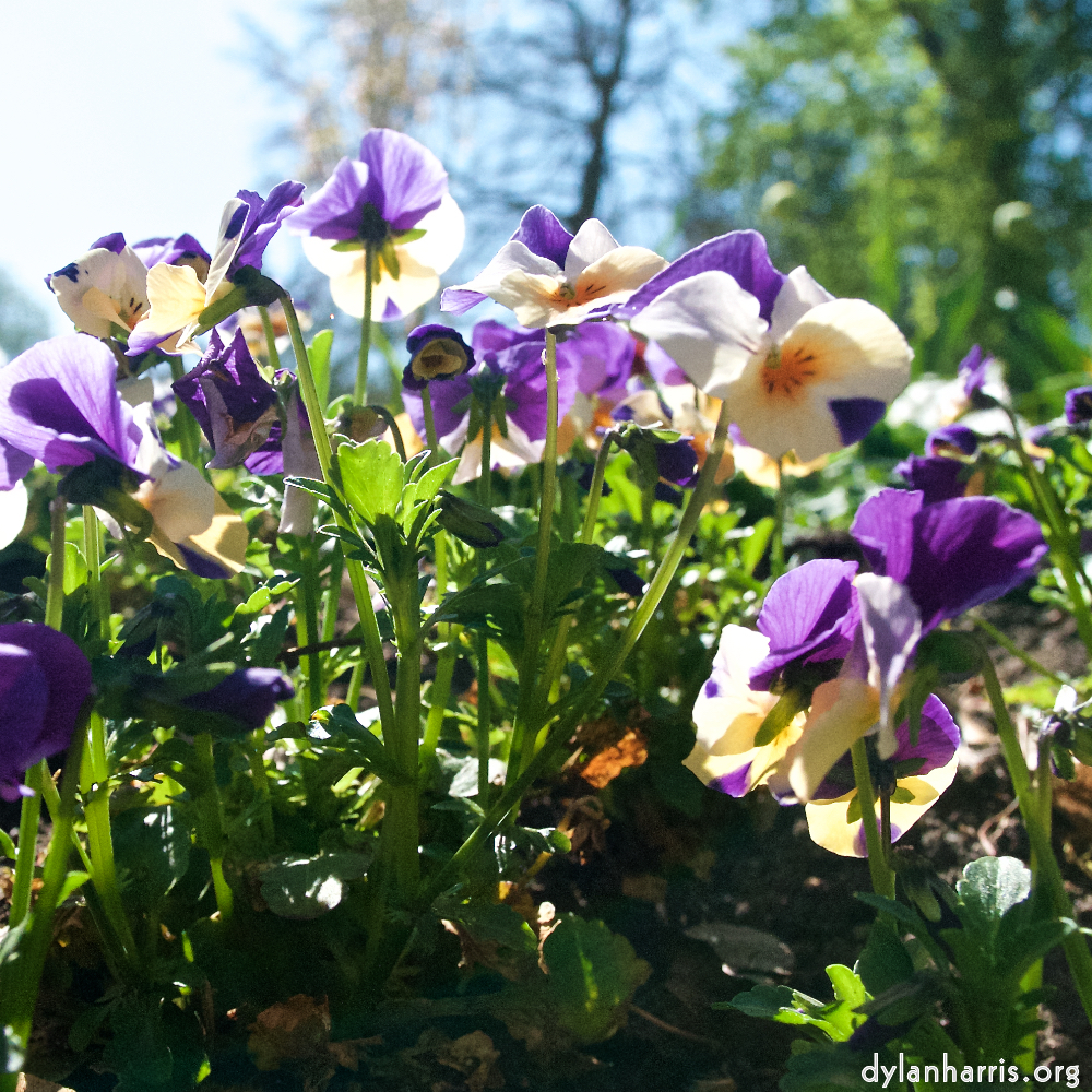 image: This is ‘
escher blummen (xliv) 3
’.