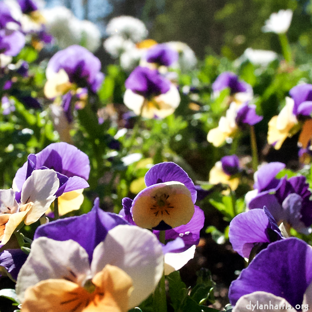 image: This is ‘
escher blummen (xliv) 4
’.