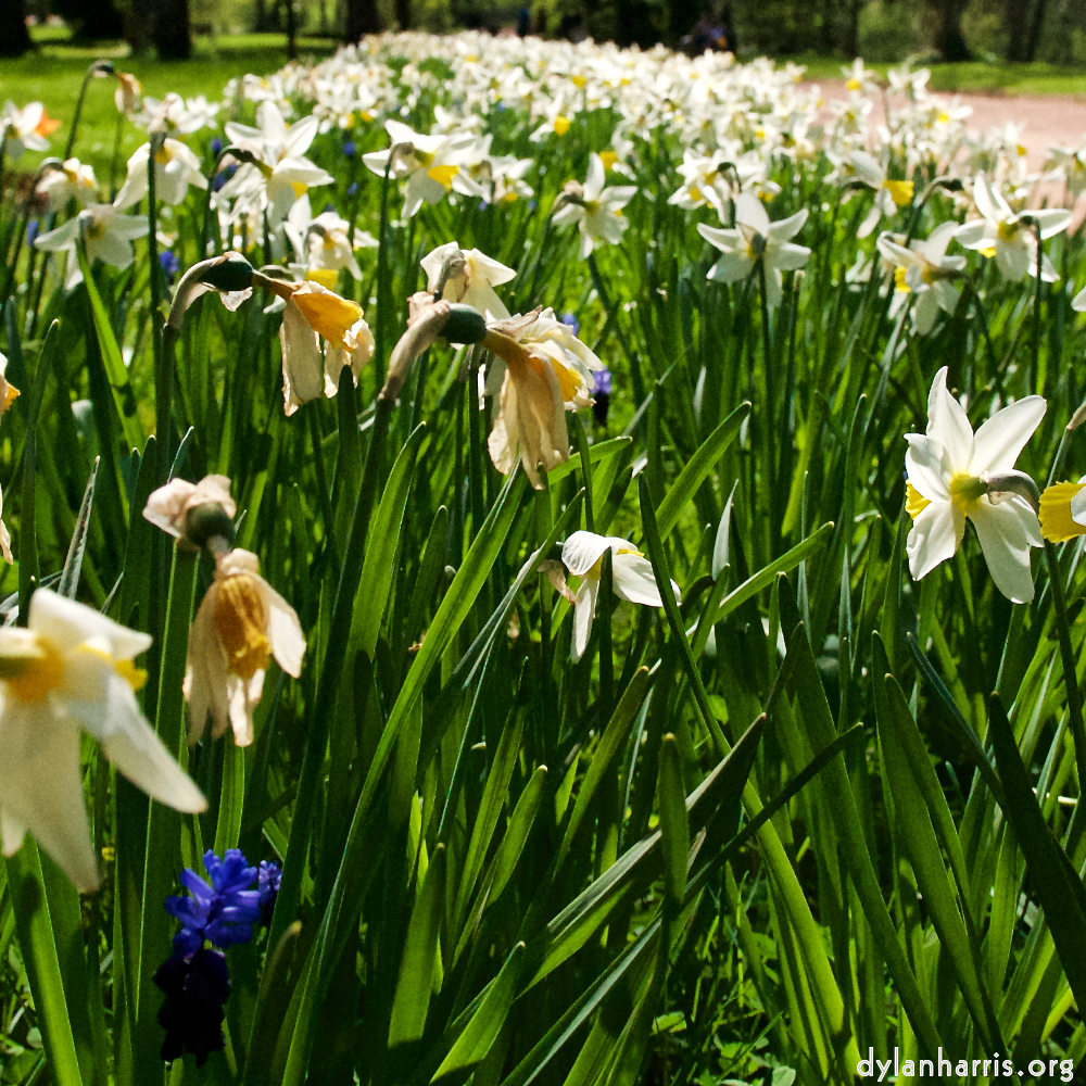 image: This is ‘
escher blummen (xliv) 6
’.