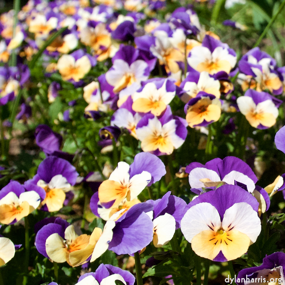 image: This is ‘
escher blummen (xliv) 7
’.