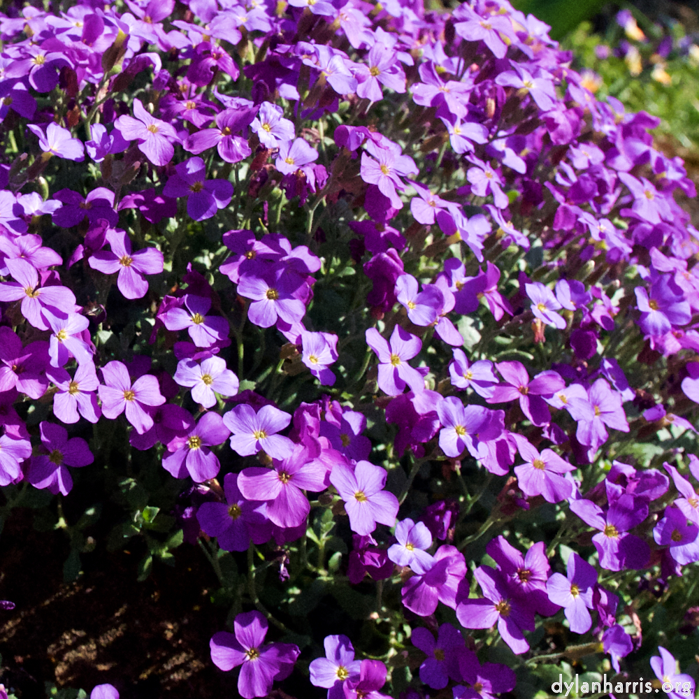 image: This is ‘
escher blummen (xliv) 8
’.