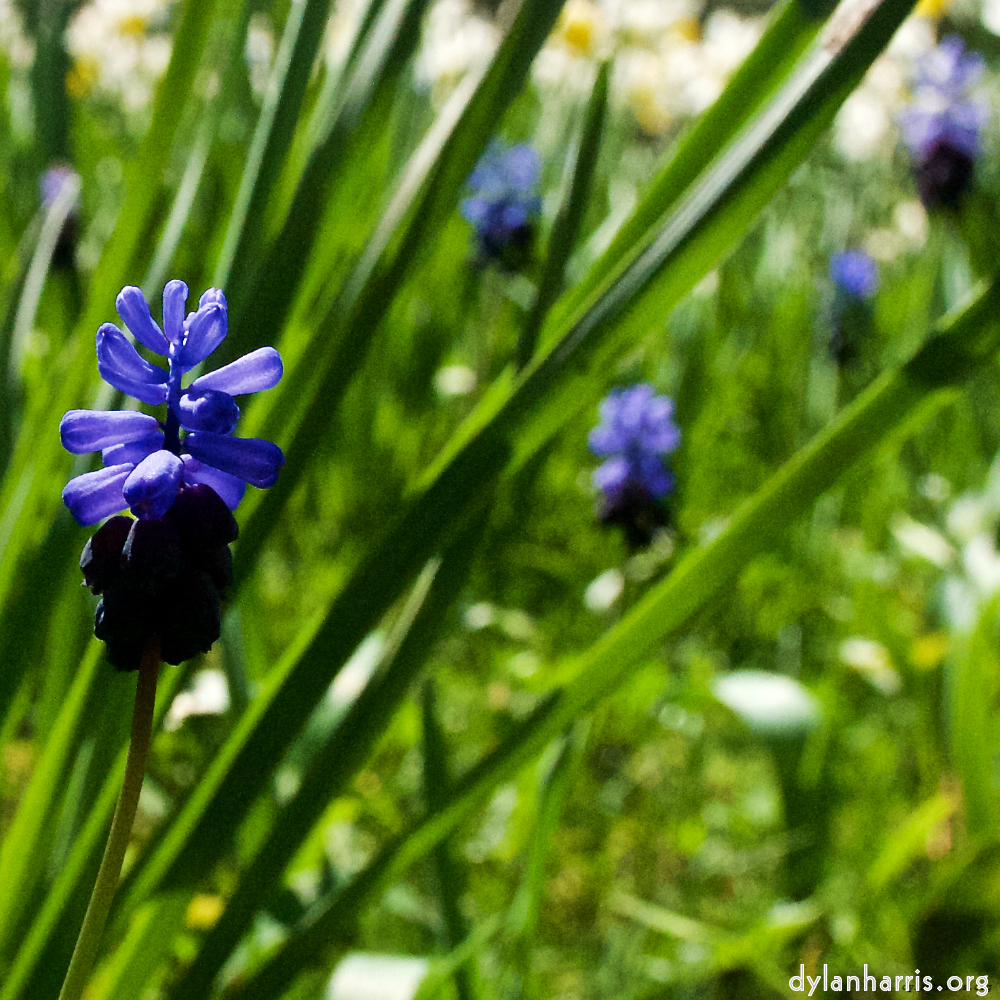 image: This is ‘
escher blummen (xliv) 9
’.