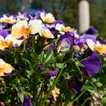 image: Image from the photoset ‘
escher blummen (xliv)
’.