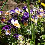 image: Image from the photoset ‘
escher blummen (xliv)
’.