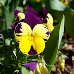 image: Image from the photoset ‘
escher blummen (xliv)
’.