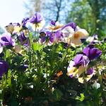 image: Image from the photoset ‘
escher blummen (xliv)
’.