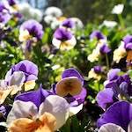 image: Image from the photoset ‘
escher blummen (xliv)
’.