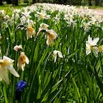 image: Image from the photoset ‘
escher blummen (xliv)
’.