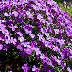 image: Image from the photoset ‘
escher blummen (xliv)
’.