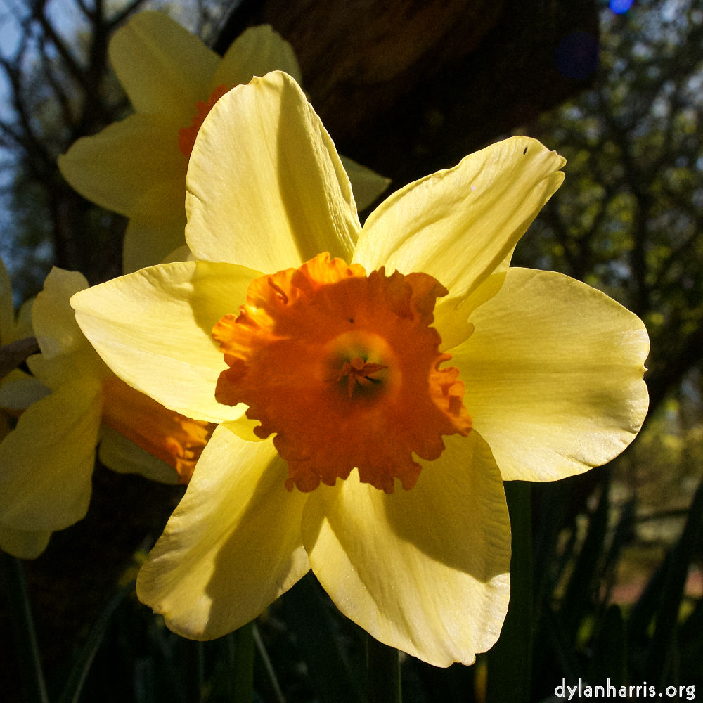 Image: Image 'escher blummen (xlv) 2'.