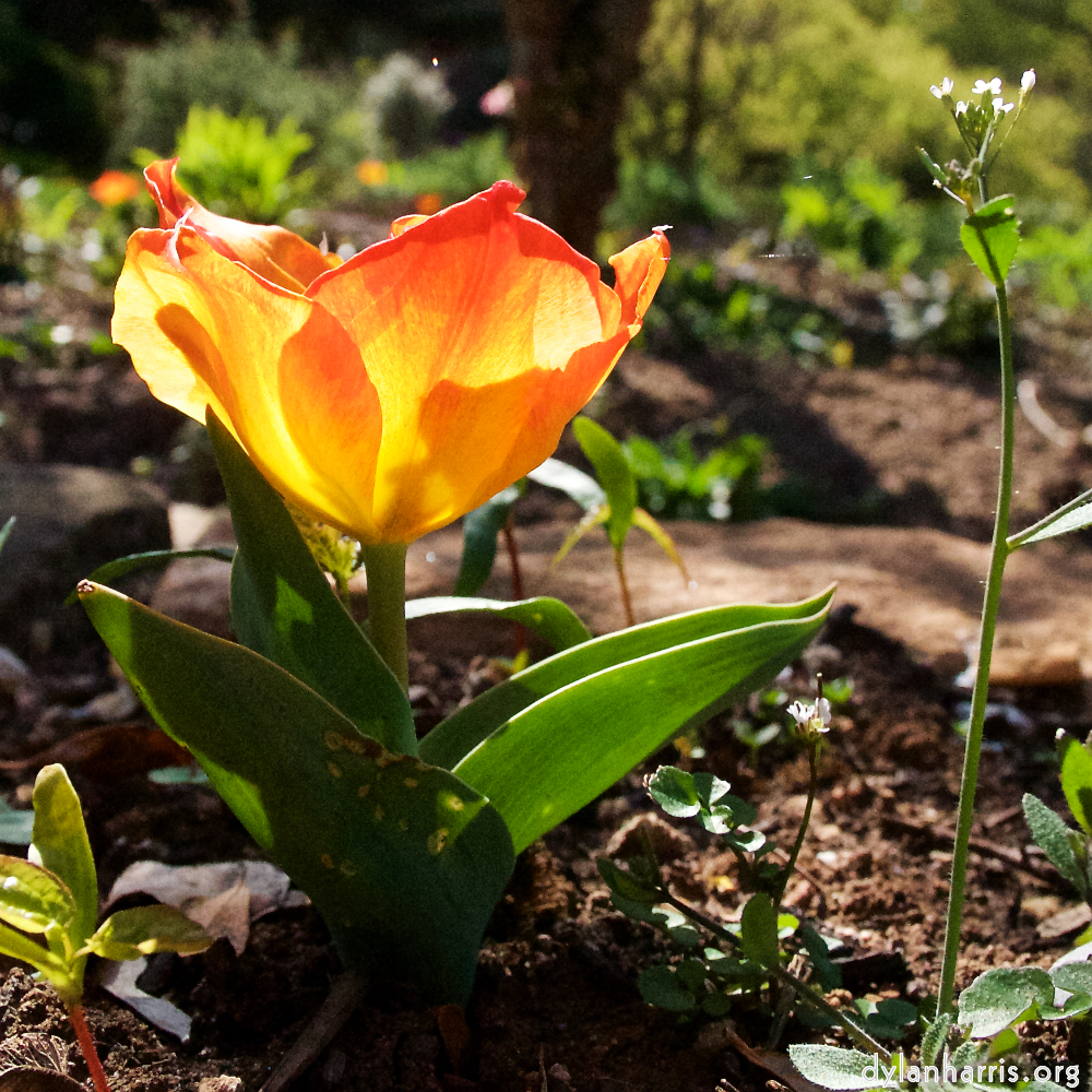 Image: Image 'escher blummen (xlv) 3'.