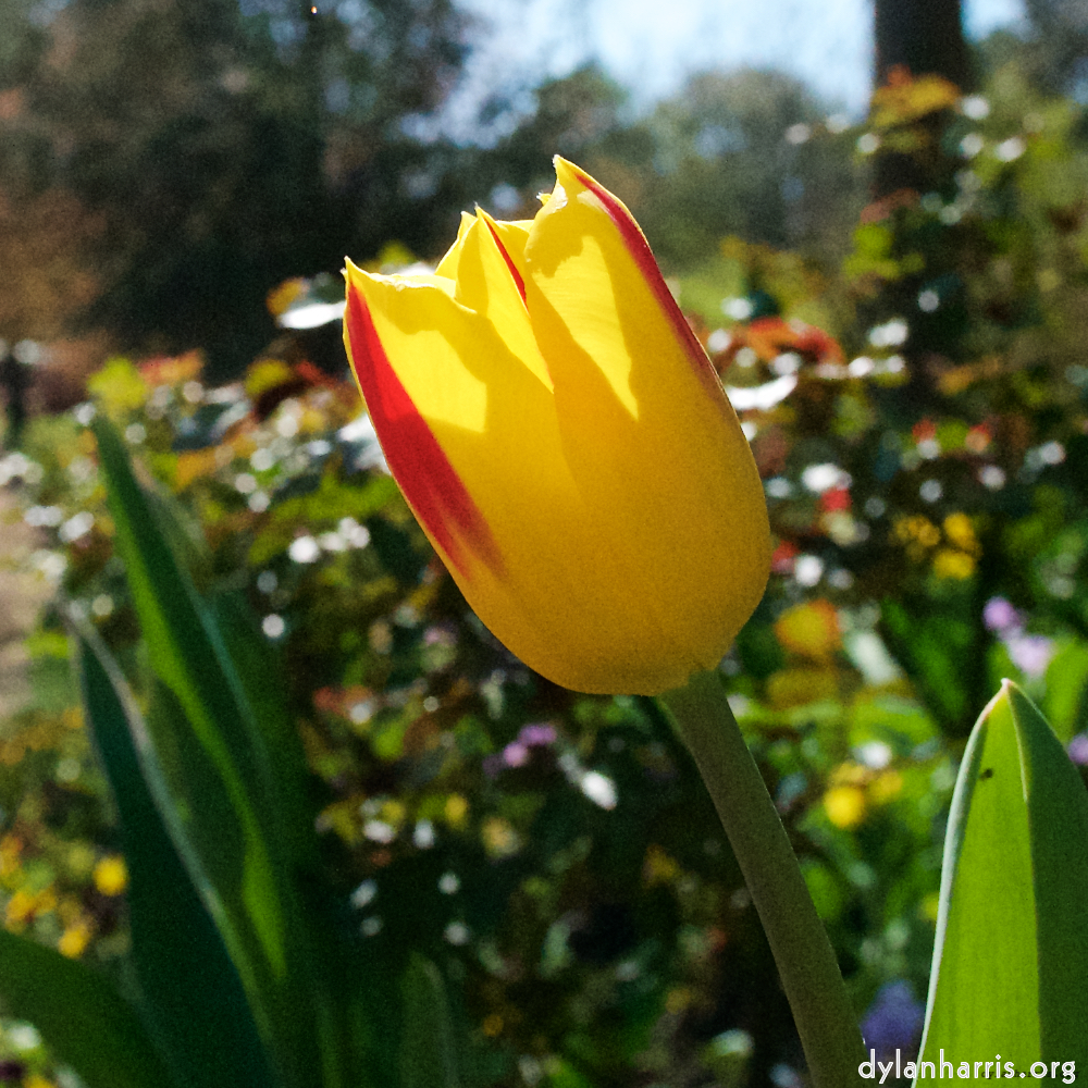 Image: Image 'escher blummen (xlv) 5'.