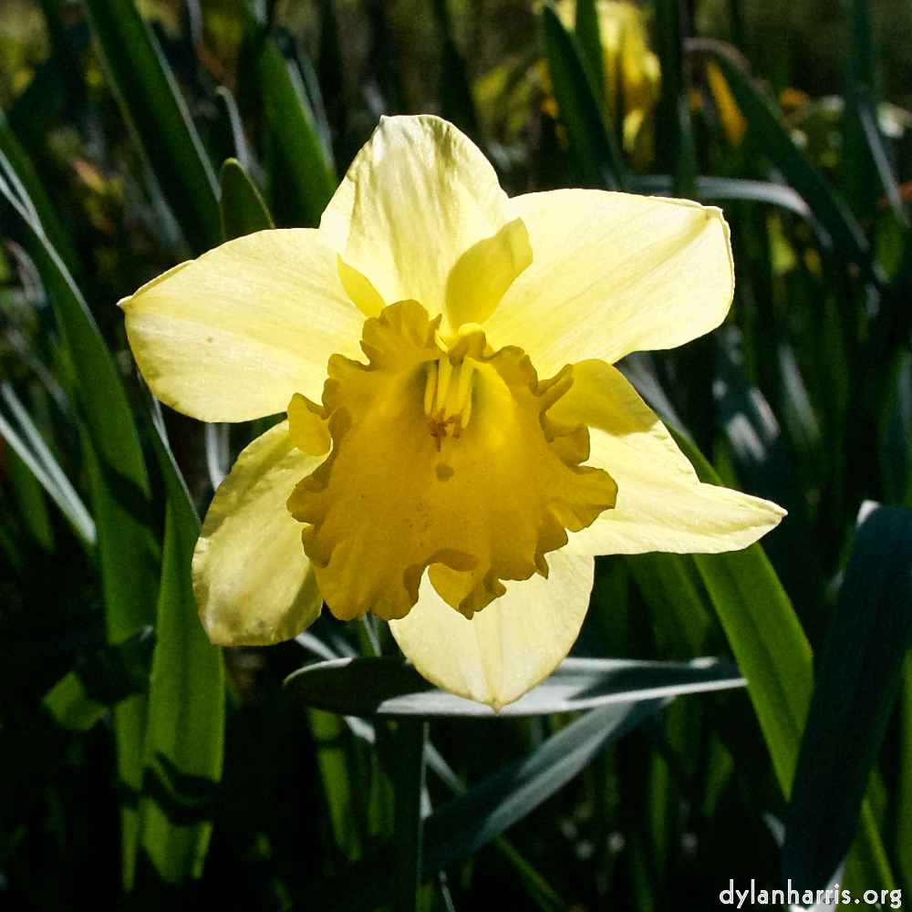 Image: Image 'escher blummen (xlv) 6'.