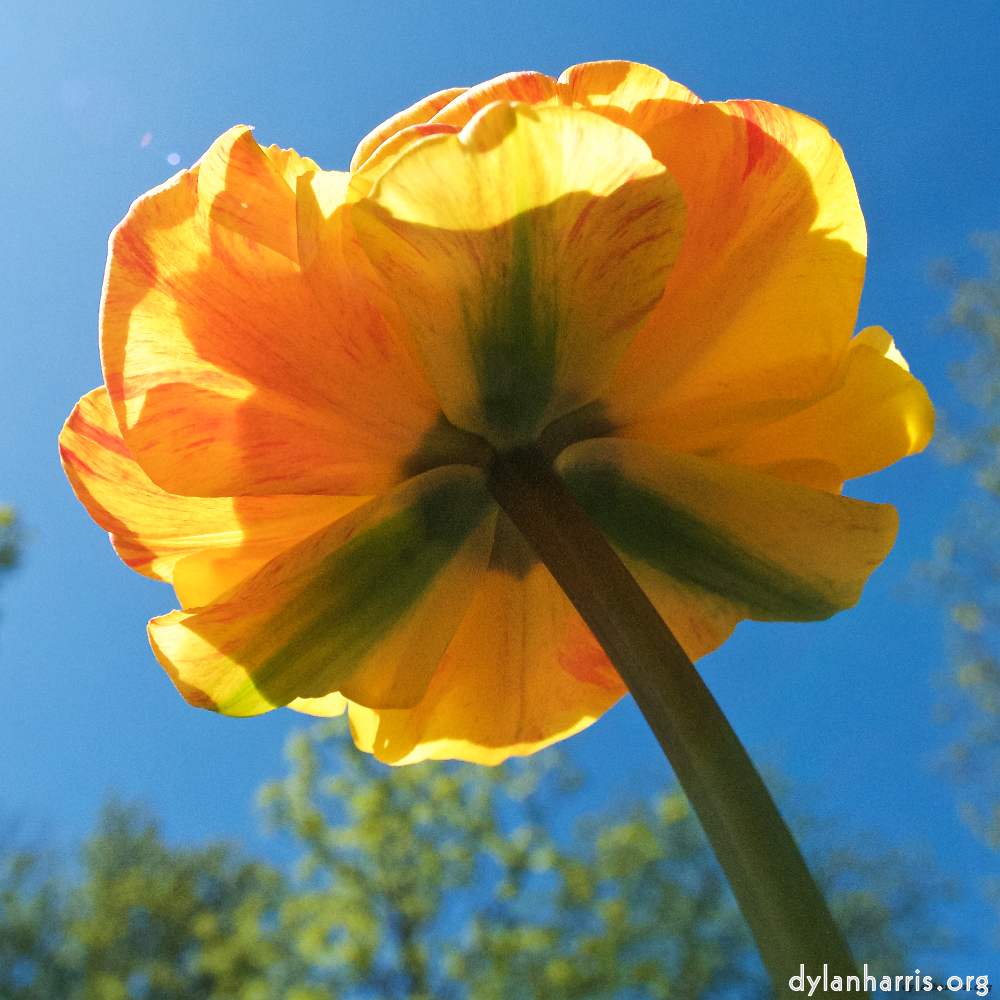 Image: Image 'escher blummen (xlv) 7'.