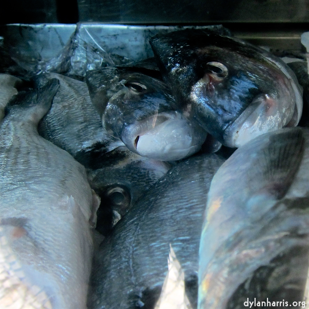 image: This is ‘
lisbon (ii) 4
’.