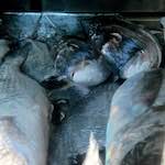 image: Image from the photoset ‘
lisbon (ii)
’.