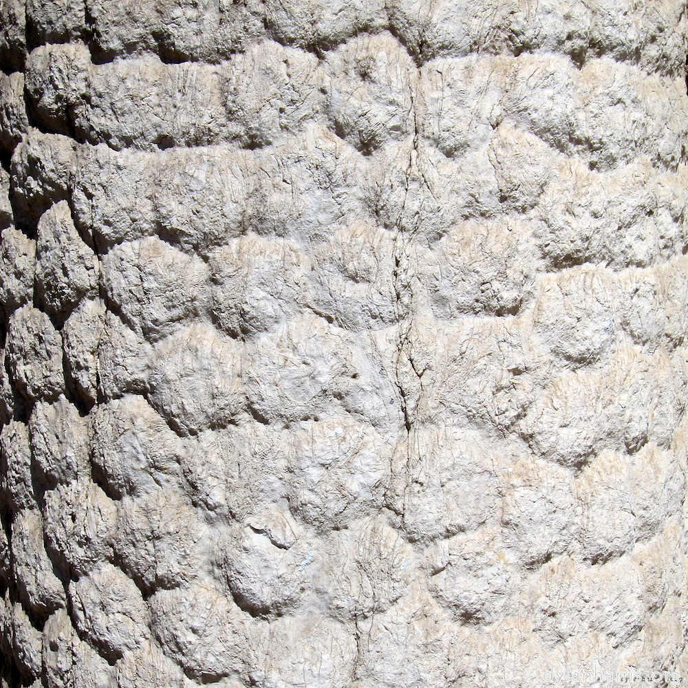 image: This is ‘
lisbon (iv) 3
’.