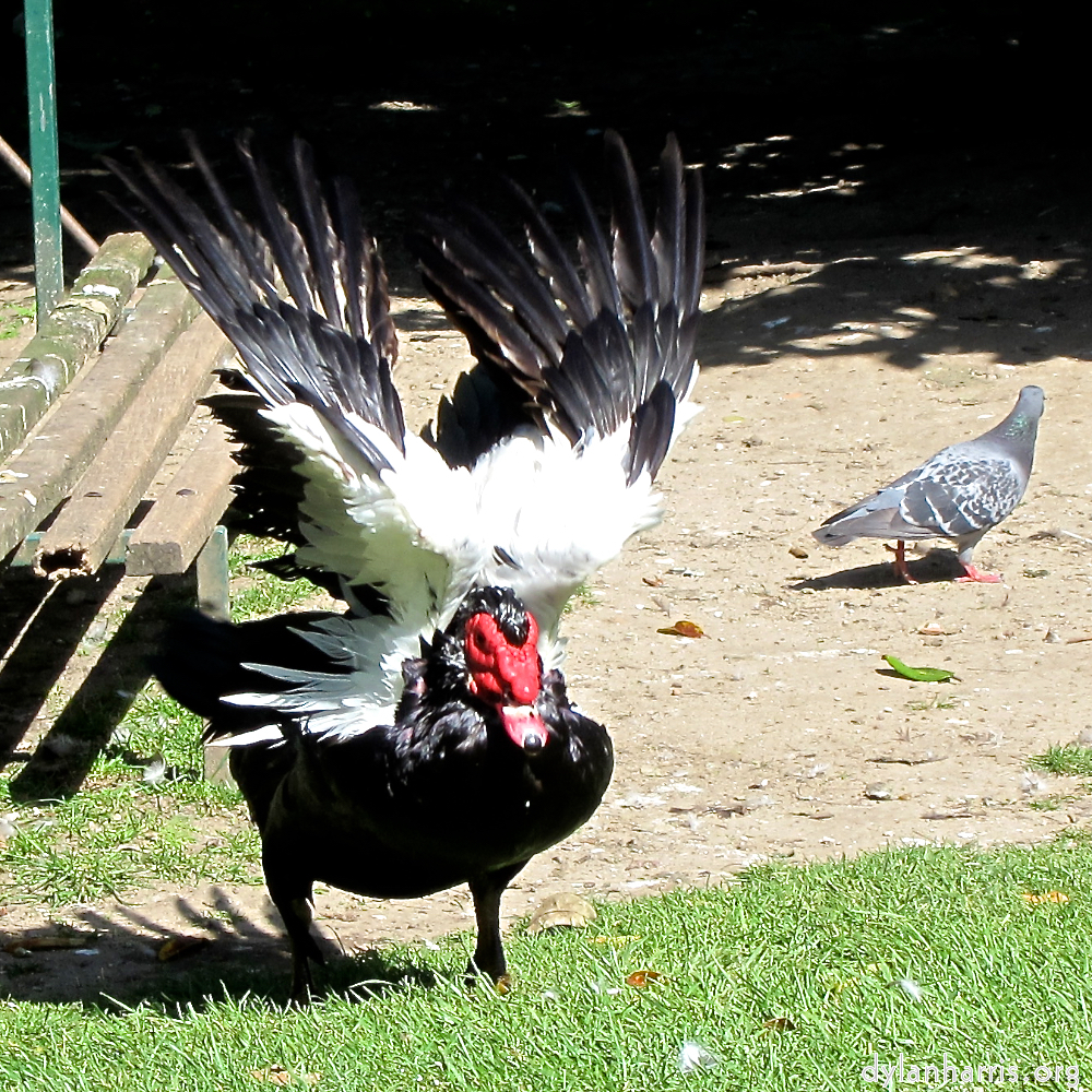 image: This is ‘
parc (xxix) 4
’.