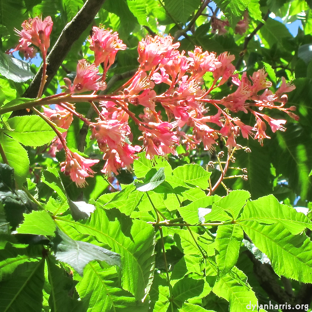 image: This is ‘
parc (xxix) 6
’.