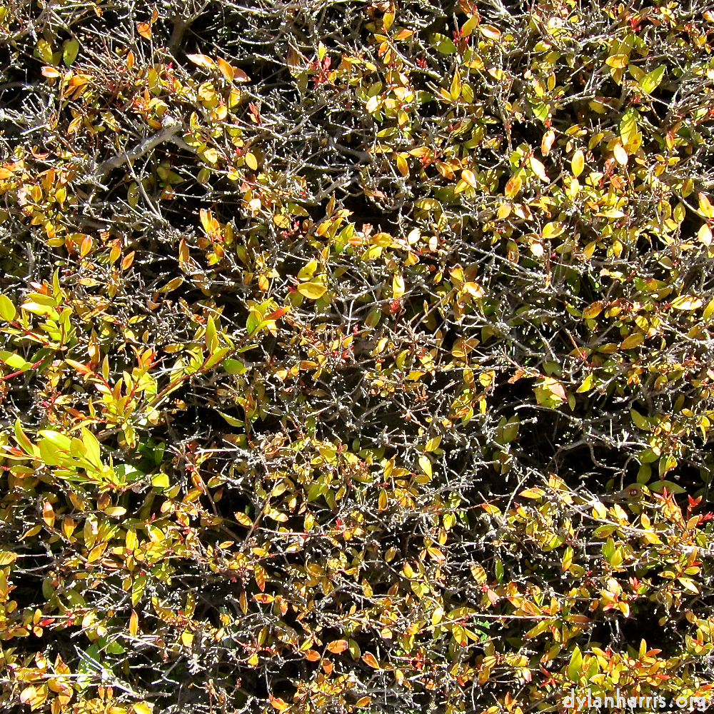 image: This is ‘
parc (xxix) 7
’.