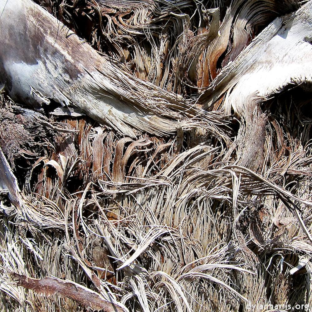 image: This is ‘
parc (xxix) 8
’.