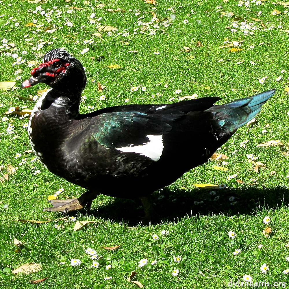 image: This is ‘
parc (xxix) 9
’.