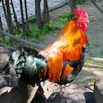 Image: First image from the photoset 'parc (xxix)'.