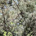 Image: Second image from the photoset 'parc (xxix)'.