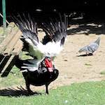 Image: Fourth image from the photoset 'parc (xxix)'.