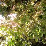 Image: Fifth image from the photoset 'parc (xxix)'.