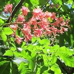 Image: Sixth image from the photoset 'parc (xxix)'.