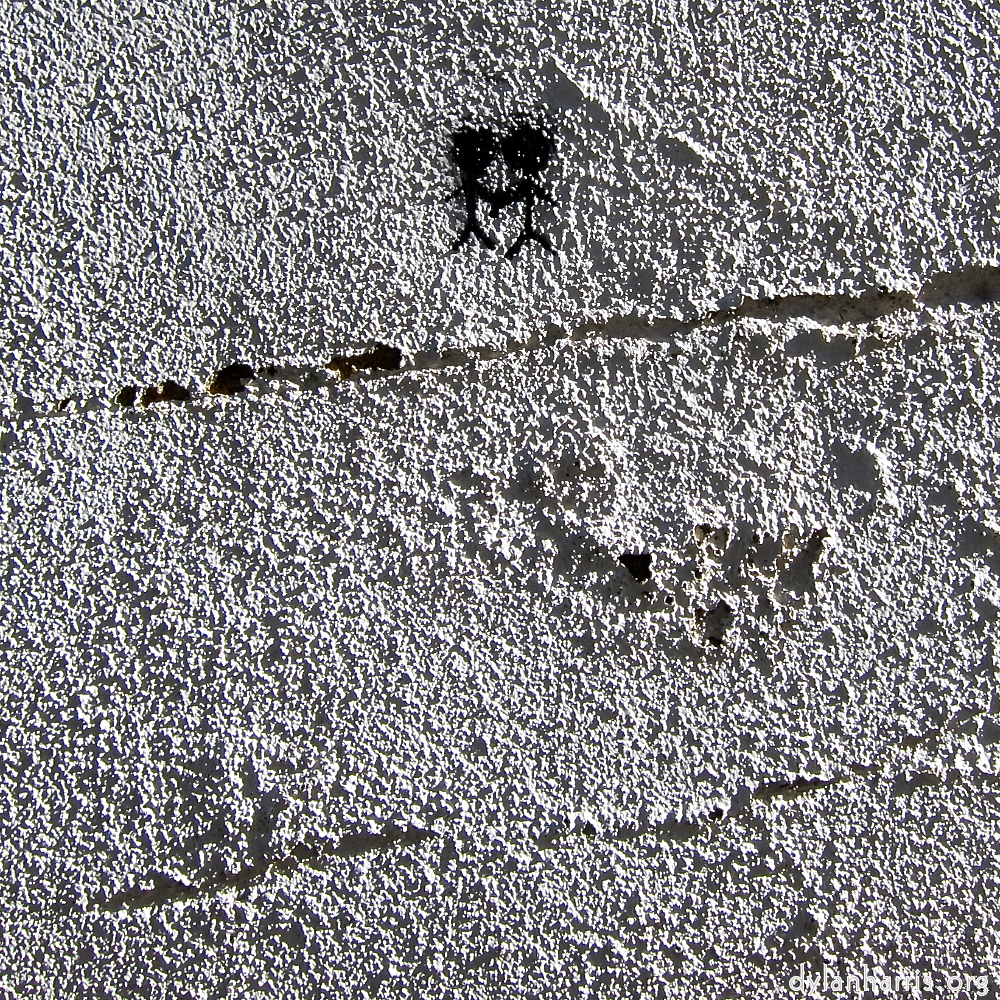 image: This is ‘
lisbon (v) 4
’.