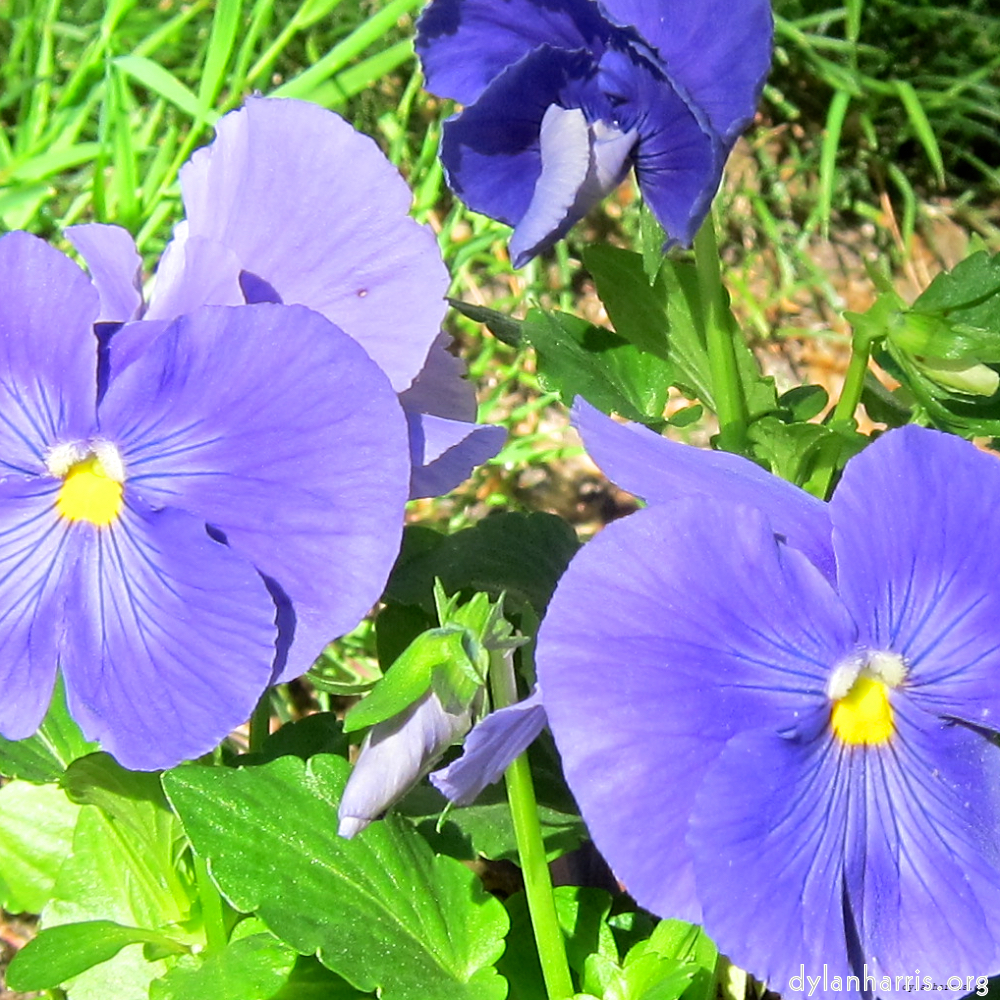 Image: Image 'flower (xv) 1'.