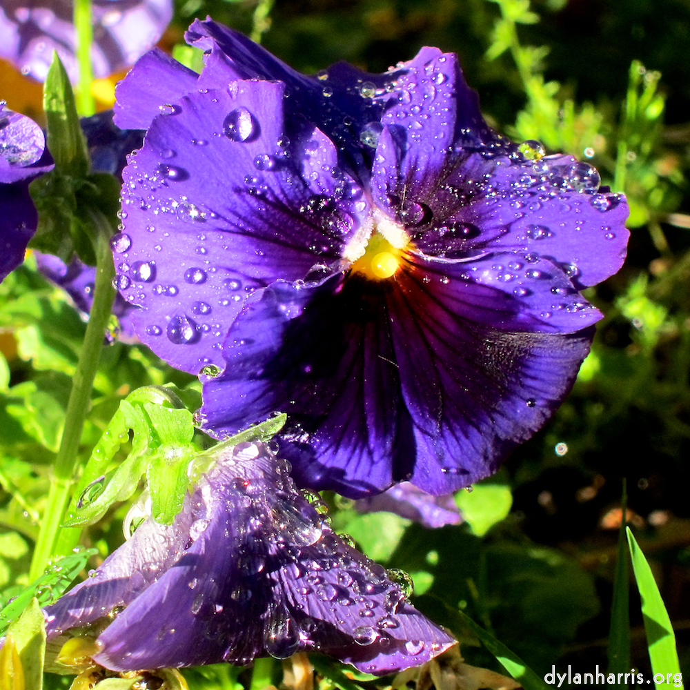 Image: Image 'flower (xv) 6'.