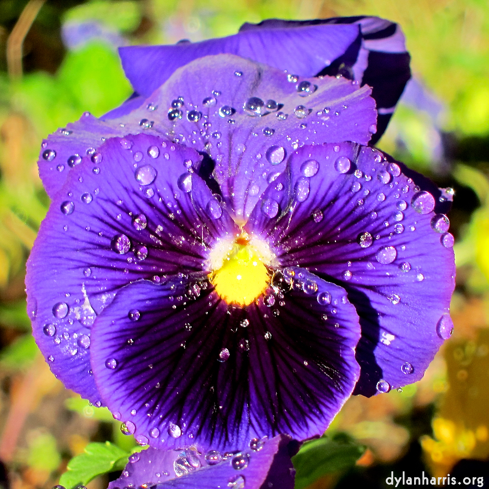 Image: Image 'flower (xv) 9'.