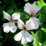 Image: Tenth image from the photoset 'flower (xv)'.