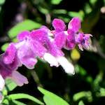 Image: Second image from the photoset 'flower (xv)'.