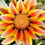 Image: Third image from the photoset 'flower (xv)'.