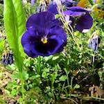 Image: Fourth image from the photoset 'flower (xv)'.