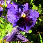 Image: Sixth image from the photoset 'flower (xv)'.