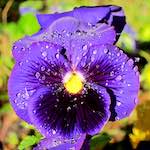 Image: Ninth image from the photoset 'flower (xv)'.