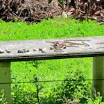 Image: Third image from the photoset 'parc (xxx)'.