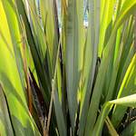 Image: Fifth image from the photoset 'parc (xxx)'.