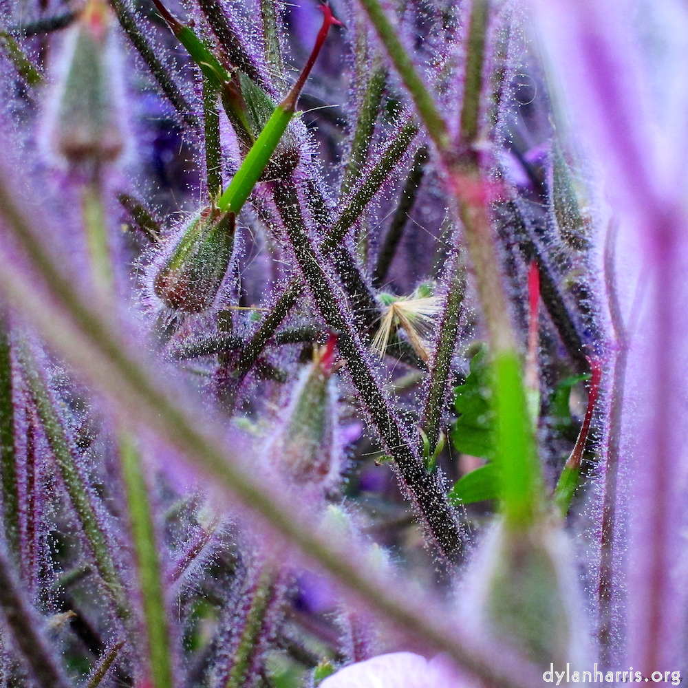 image: This is ‘
sintra 9
’.