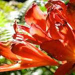 image: Image from the photoset ‘
sintra
’.