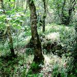 image: Image from the photoset ‘
sintra
’.