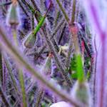 image: Image from the photoset ‘
sintra
’.