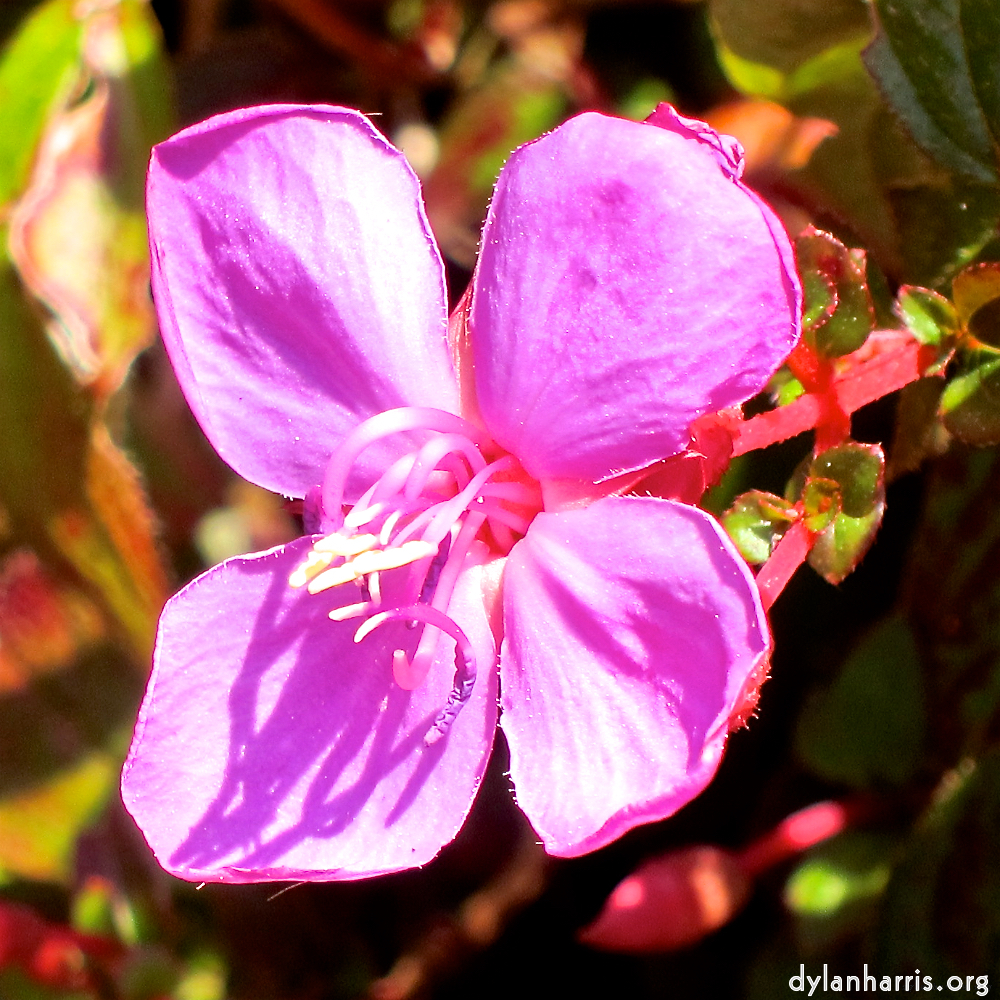 Image: Image 'flower (xvi) 10'.