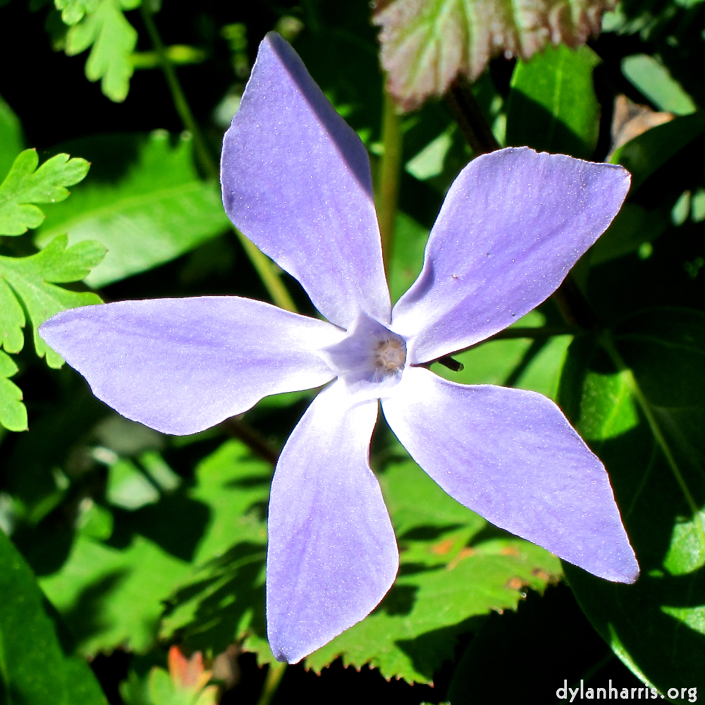 Image: Image 'flower (xvi) 2'.